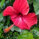 Hibiscus rosa-sinensisFlower