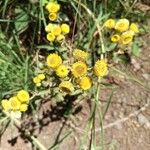 Helichrysum foetidum Blüte