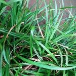 Carex pendula Feuille