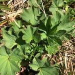 Alchemilla acutiloba Φύλλο