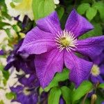 Clematis viticellaফুল