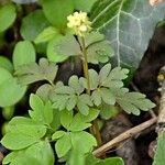 Adoxa moschatellina Leaf