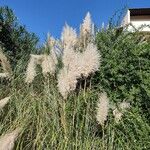 Cortaderia selloanaBlüte