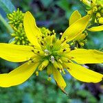 Verbesina alternifolia Flower