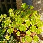 Sedum kimnachii Folha