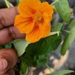 Tropaeolum majusFlower