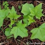 Senecio tamoides List