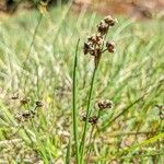 Juncus alpinoarticulatus Хабит