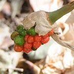 Arum idaeum Fruit