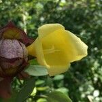 Gmelina philippensis Floare