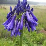 Agapanthus inapertus Kwiat