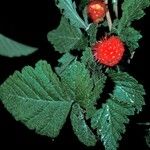 Rubus hawaiensis Fruit