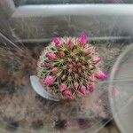 Mammillaria backebergiana Лист