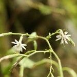 Nabalus acerifolius Flower