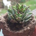 Sempervivum calcareum Лист