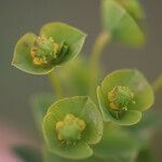 Euphorbia duvalii 花