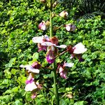 Eulophia horsfalliiΛουλούδι