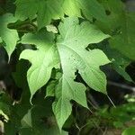 Montanoa hibiscifolia Frunză