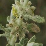 Buddleja scordioides Хабит