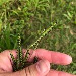 Urochloa eminii 果實