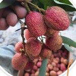 Litchi chinensis ഫലം