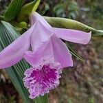 Sobralia rosea Flower