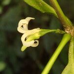 Malouetia mildbraedii Flower