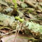 Chimaphila maculata Vili