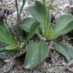 Limonium auriculiursifolium Лист