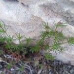 Galium setaceum पत्ता