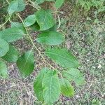 Salix caprea 葉