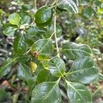 Coprosma repens List