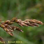 Patzkea paniculata ফল