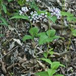 Asclepias quadrifolia Habitus