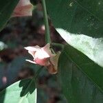 Heisteria parvifolia Fiore