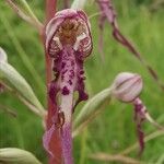 Himantoglossum adriaticum Flower