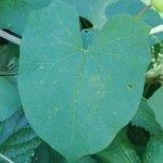 Convolvulus silvaticus Leaf