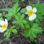 Trollius laxus 叶