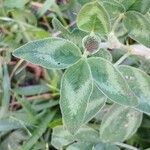 Trifolium pratense Leaf