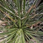 Agave filifera Leaf