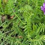 Astragalus danicus Blad