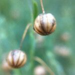 Linum lewisii Flower