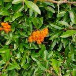 Pyracantha coccineaFruit