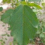 Cordia dichotoma 葉