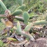 Opuntia maxima Blatt