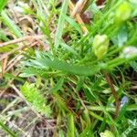 Lobelia inflata Leaf