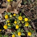 Eranthis hyemalisFlor