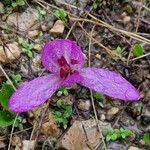 Colchicum lusitanum 花