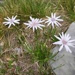 Scorzonera purpurea Flors