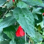 Malvaviscus penduliflorus Folha